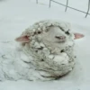 sheep🐑 13