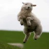 sheep🐑 14