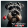 Para Ray ♥🌹 16