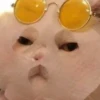 cats!! 14