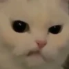 cats!! 15