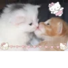 SFIJJTFZKR_by_stikers_du_ark_bot 20