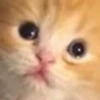 cats!! 16
