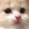 cats!! 17