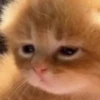 cats!! 18