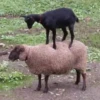 sheep🐑 15