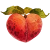 The Heart 22