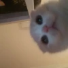 cats!! 19