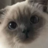 cats!! 20