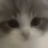 cats!! 21