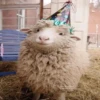 sheep🐑 16