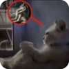 TLicEwl_by_achestickbot 12