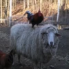 sheep🐑 19
