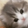 cats!! 23
