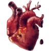 The Heart 30