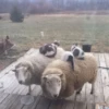 sheep🐑 20