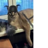 Big Boss Шлёпа 6