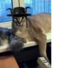 Big Boss Шлёпа 7