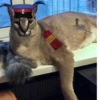 Big Boss Шлёпа 8