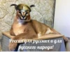 Big Boss Шлёпа 14