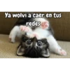 Ya wolvi a caer en tus redes