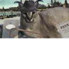 Big Boss Шлёпа 23