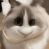 🐈🐹 HaMsTeR KiTtEn 🐹🐈 5