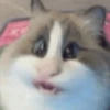 🐈🐹 HaMsTeR KiTtEn 🐹🐈 6