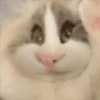 🐈🐹 HaMsTeR KiTtEn 🐹🐈 8