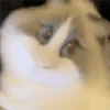🐈🐹 HaMsTeR KiTtEn 🐹🐈 10