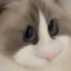 🐈🐹 HaMsTeR KiTtEn 🐹🐈 11