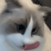 🐈🐹 HaMsTeR KiTtEn 🐹🐈 13