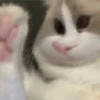 🐈🐹 HaMsTeR KiTtEn 🐹🐈 14