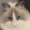🐈🐹 HaMsTeR KiTtEn 🐹🐈 17