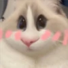 🐈🐹 HaMsTeR KiTtEn 🐹🐈 19
