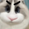 🐈🐹 HaMsTeR KiTtEn 🐹🐈 21