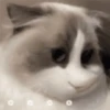 🐈🐹 HaMsTeR KiTtEn 🐹🐈 22