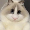 🐈🐹 HaMsTeR KiTtEn 🐹🐈 24
