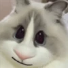 🐈🐹 HaMsTeR KiTtEn 🐹🐈 26