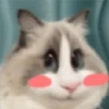 🐈🐹 HaMsTeR KiTtEn 🐹🐈 27