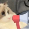 🐈🐹 HaMsTeR KiTtEn 🐹🐈 30