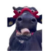 Zmeika mood 8