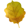 Lovely autumn 2017 21