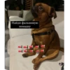 Zmeika mood 26