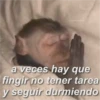 sparenlavidan a veces hay que fingir no tener tarea y seguir durmiendo
