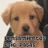 🧿Memes pop😎🤣 19