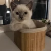 Cats cats cats — 3