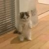 Cats cats cats — 6