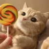 Cats cats cats — 8