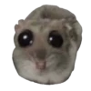 ХомRцек 12